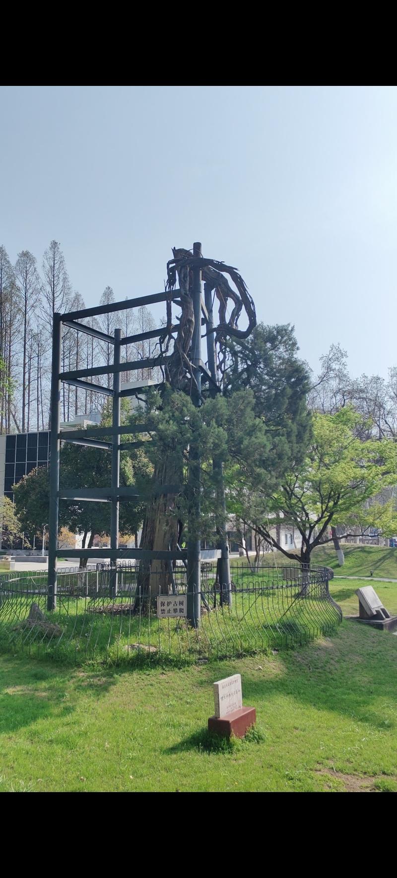 六朝松是位于南京市东南大学四牌楼校区西北角的一株千年古树，是南京重要的历史文化遗