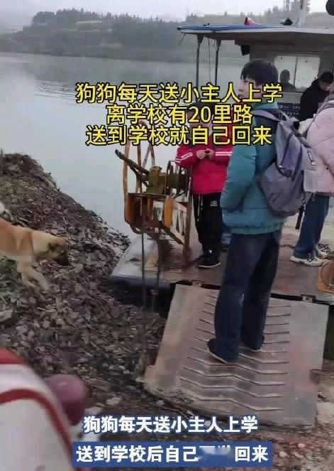 万物有灵，湖南，一只小狗每天坐渡船送小主人上学，全程20里路，送到后，它自己又从