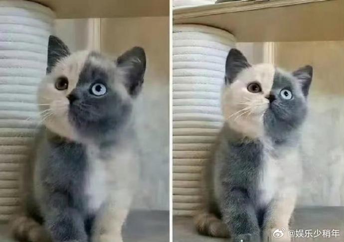 新成员喵星人报到！名字成谜，求灵感～🐾是叫“毛球”还是“奶糖”？快来帮网友解