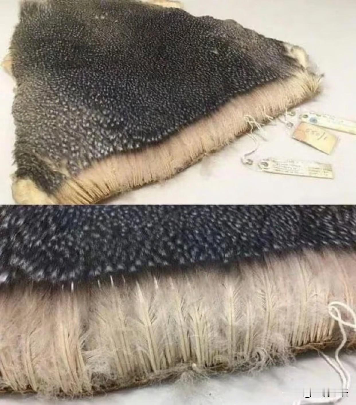 谁懂啊！一直以为企鹅是“光溜溜”的软乎乎皮肤！直到刷到科普才知道，《国家地