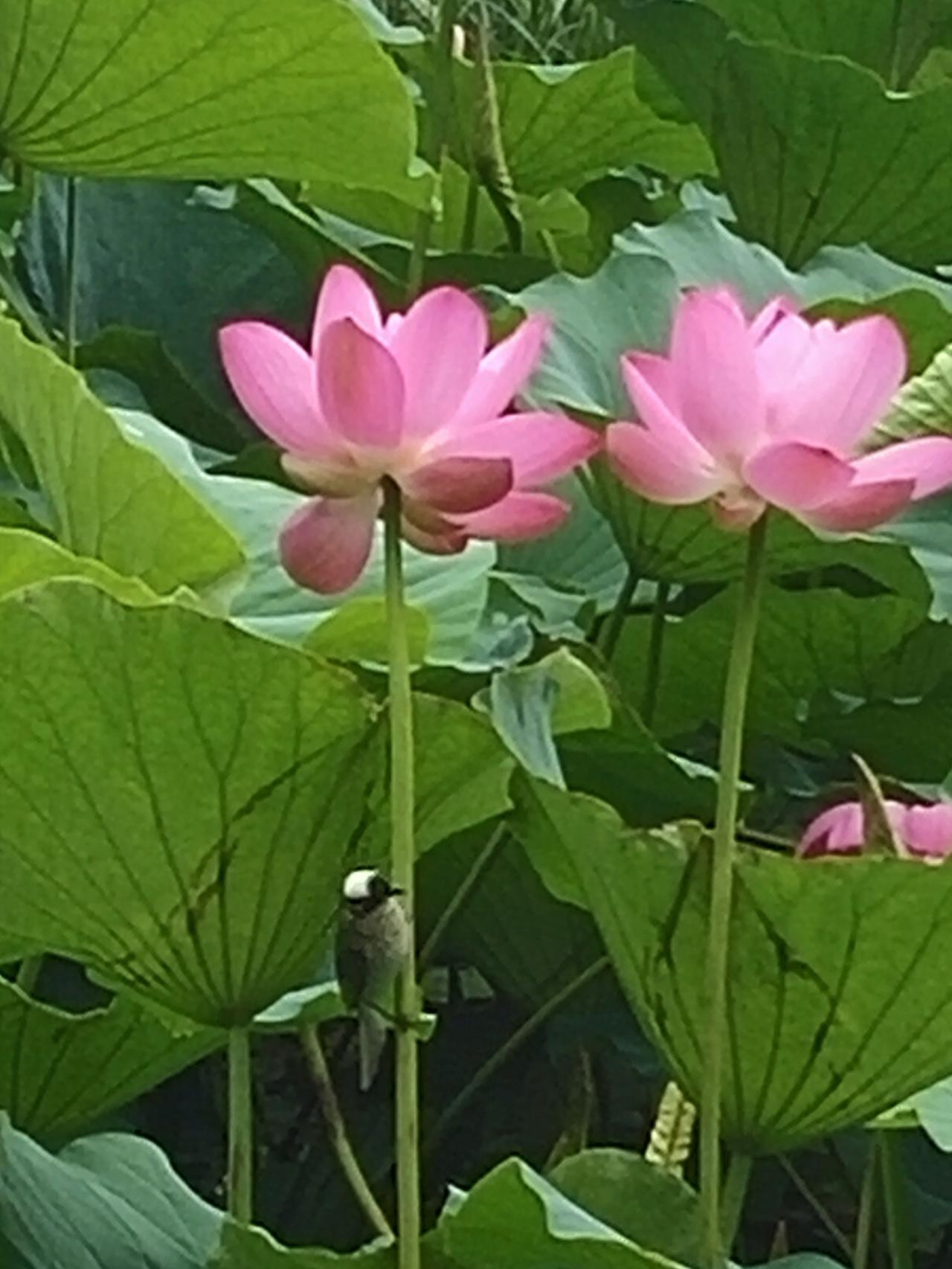 今天接娃放学后，跟娃一起去走走玄武湖荷花栈道。荷花已经开的很好了，就像朱自清的荷