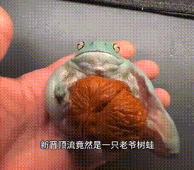 这也太有才了！北京，一女子在家里养了一只树蛙，平时晚上精力旺盛，让她头疼不已，可