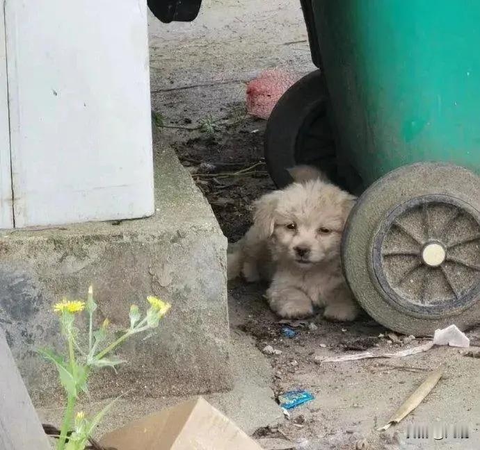 一只流浪小狗躲在垃圾桶旁，看似在想些什么？也许是想妈妈了吧！妈妈还在吗？妈妈在的