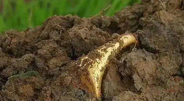 1984年，四川绵阳一男子正在挖地基，突然，他发现黑泥土里有一个闪光的东西，捡起