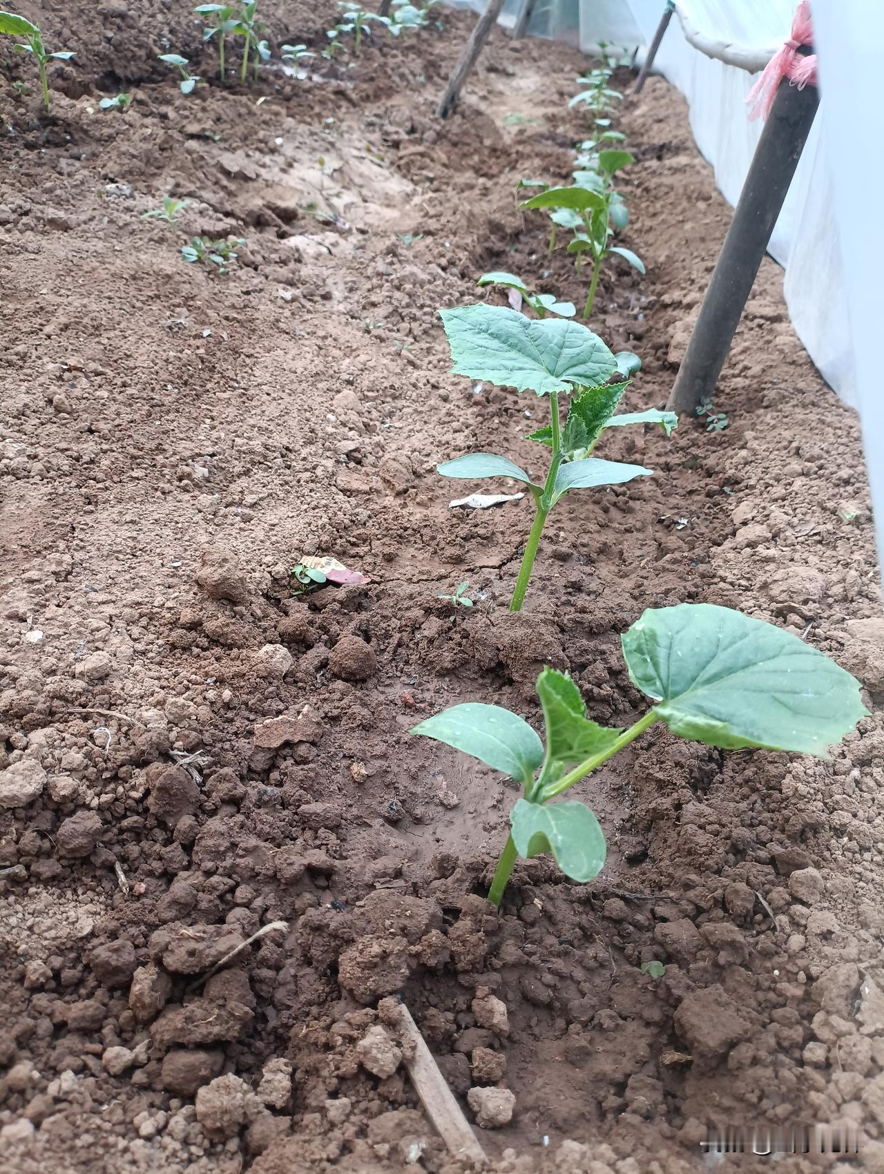 春分一过，气温慢慢回暖，每年这个时候，我第一件农活就是忙着黄瓜育苗。就地取