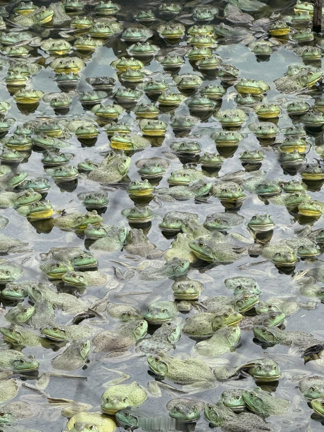 往共用水库里混农药，这是光想着自己方便了。也不会有人隔三岔五检测共用水库的水质吧，五万斤牛蛙，三天内