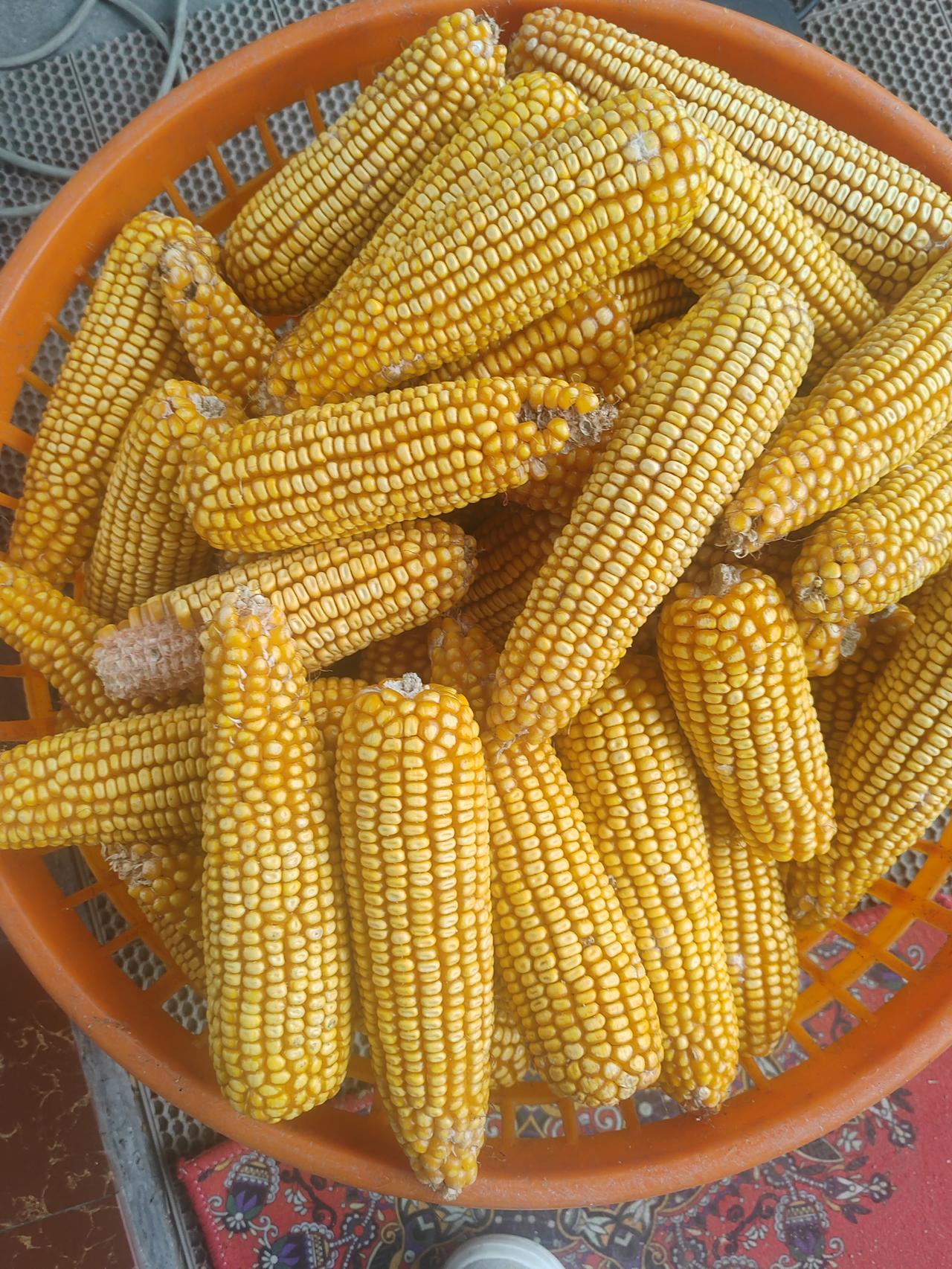 要不来我家掰玉米吧，哈哈正缺人。可以送个大号的盘。今日短评：一句话，这玩意跟之