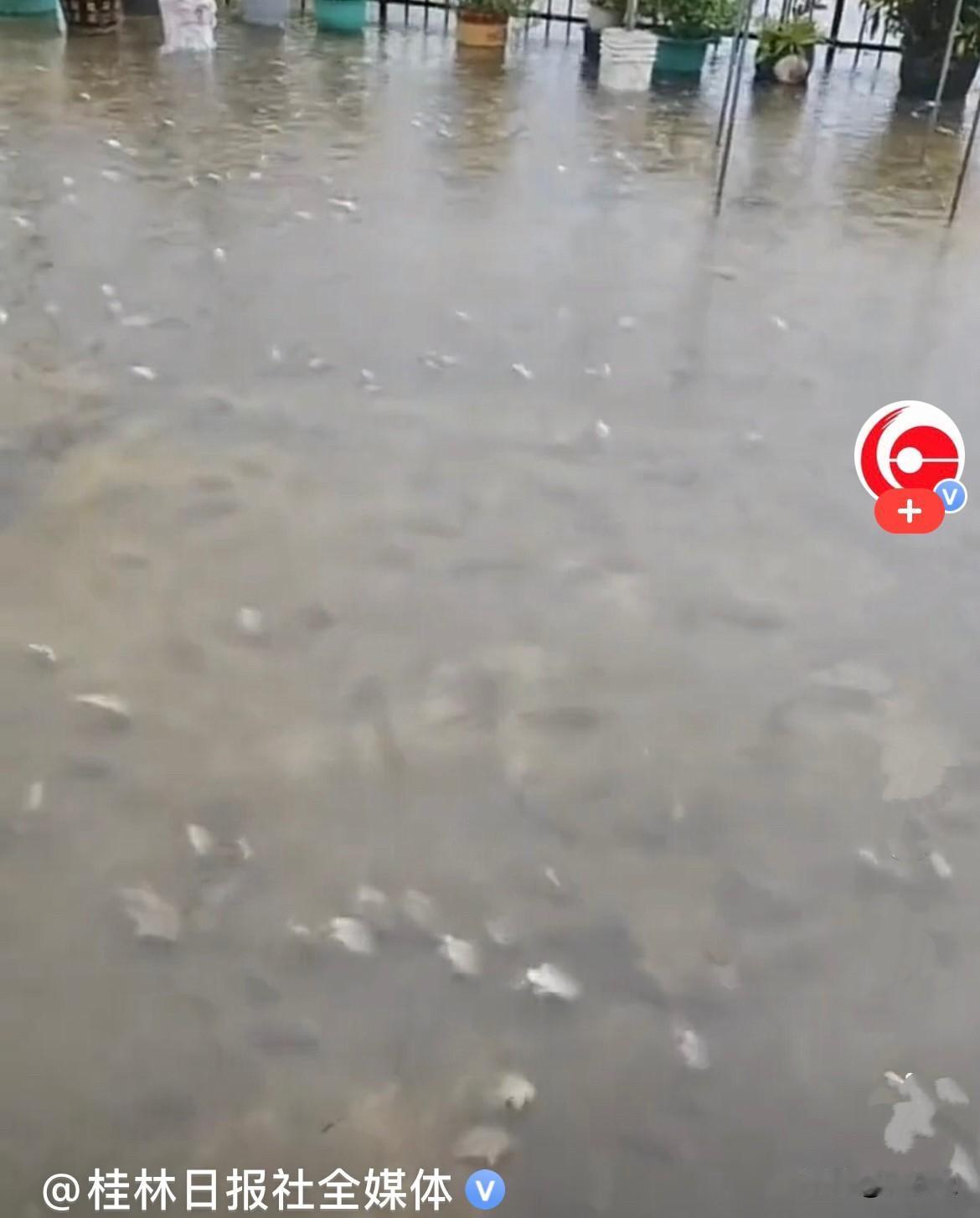 近日，广东多地连下大雨，一地一户人家的院子积满水，水里密密麻麻全是活鱼，到处游来