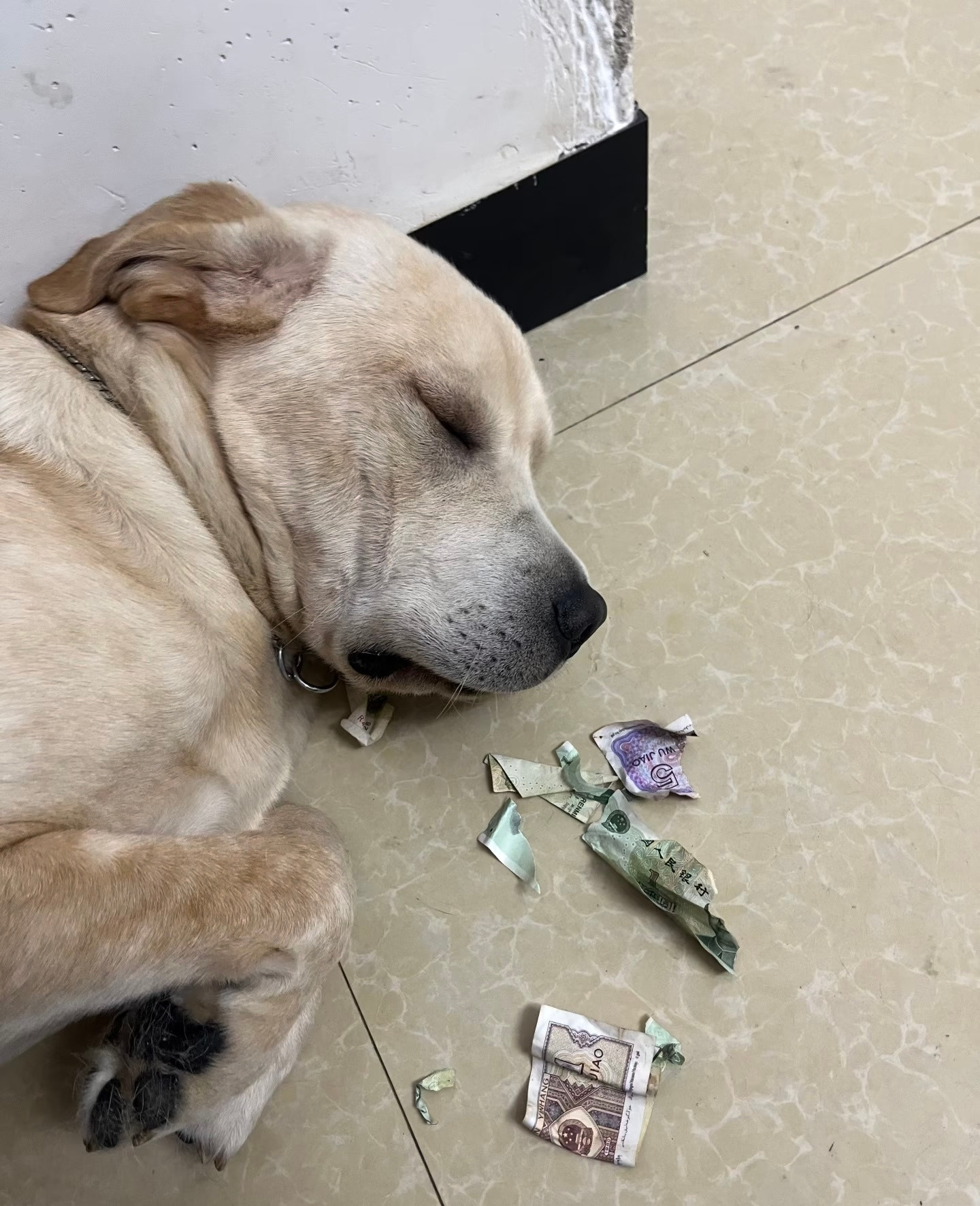 狗：闭上眼我妈就不会打我啦