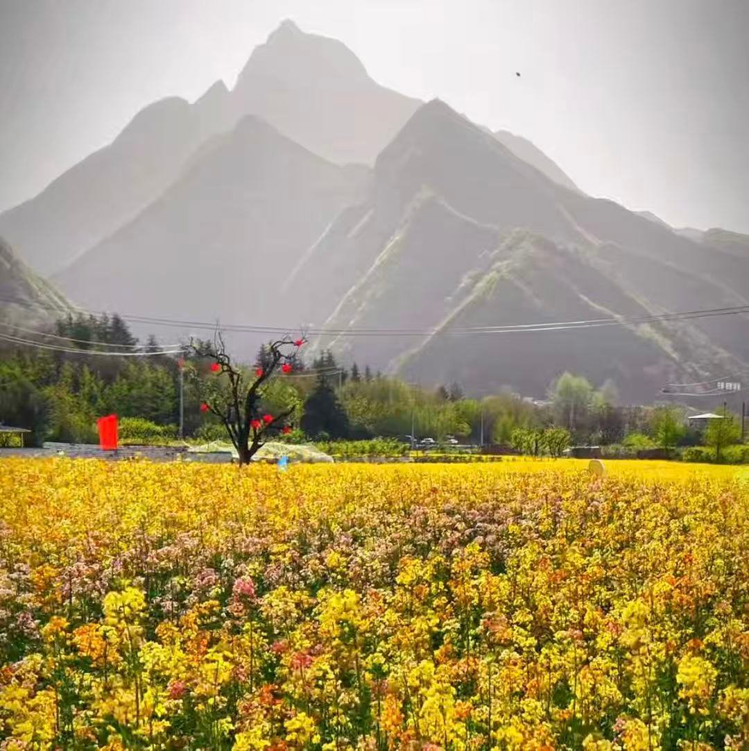 西安鄠邑区彩色油菜花海不用远行，在西安就能遇见莫奈田园。鄠邑这片彩色油菜花海，把