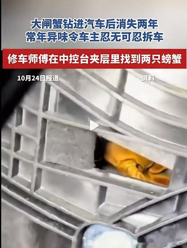 这篇报道中最令人震惊的部分,毫无疑问是那两只大闸蟹竟然在车内“潜伏”了整整两年之