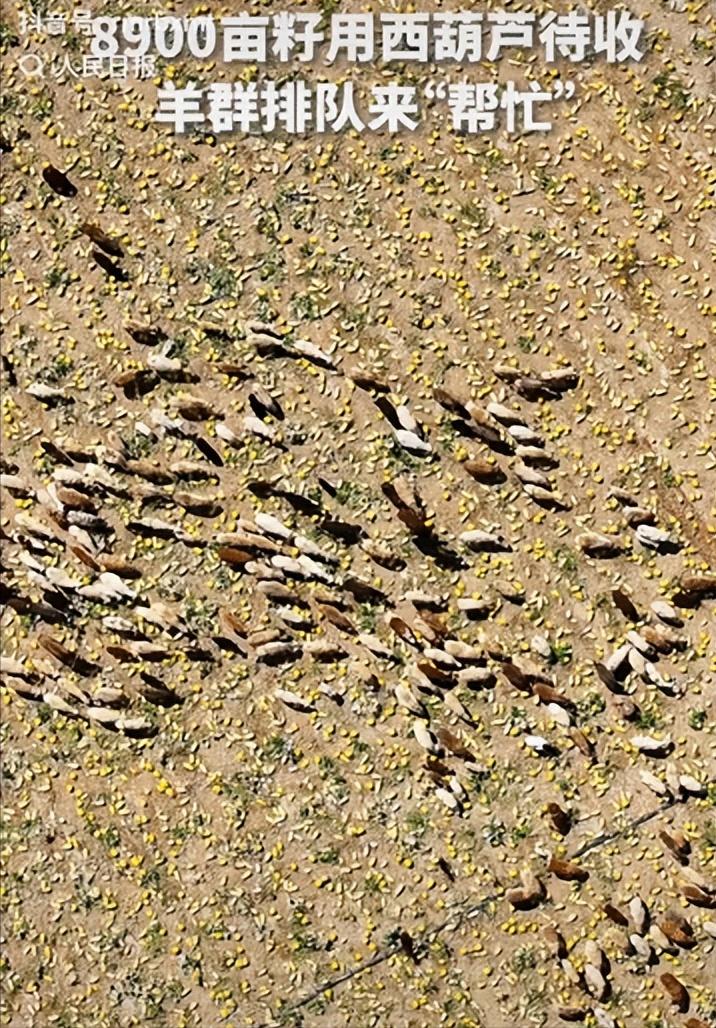 “8900亩西葫芦地，叶子疯长把瓜藏得严严实实，眼看采收季要变成亏损季，负责人急