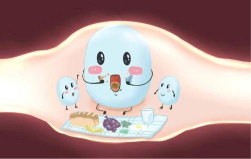 什么是益生菌? 益生菌有什么作用呢?