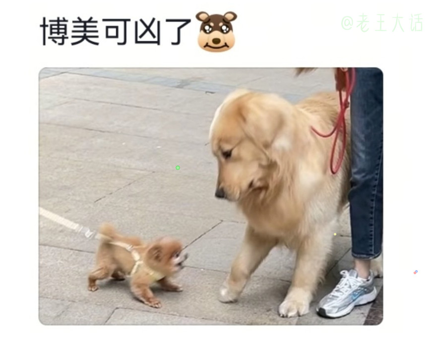 大比分大狗比小狗情绪稳定，狗越小脾气越不稳定。