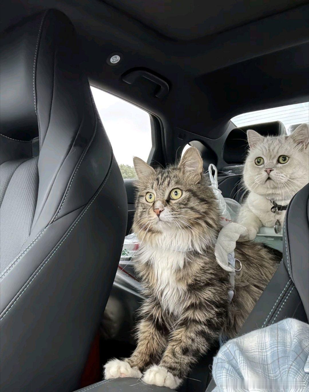 笑死我了，刷到一个网友发他家猫坐车回家，刚开始眼睛瞪得像铜铃精神抖擞，后面坐车到