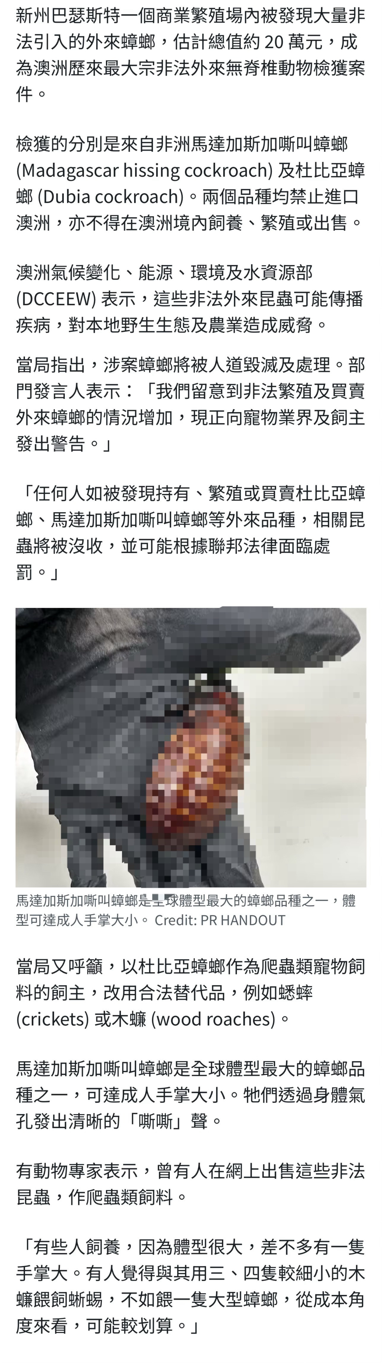 澳洲曝史上最大蟑螂缴获案：超10万只、价值近百万元，有的体长达8厘米、比手指粗！