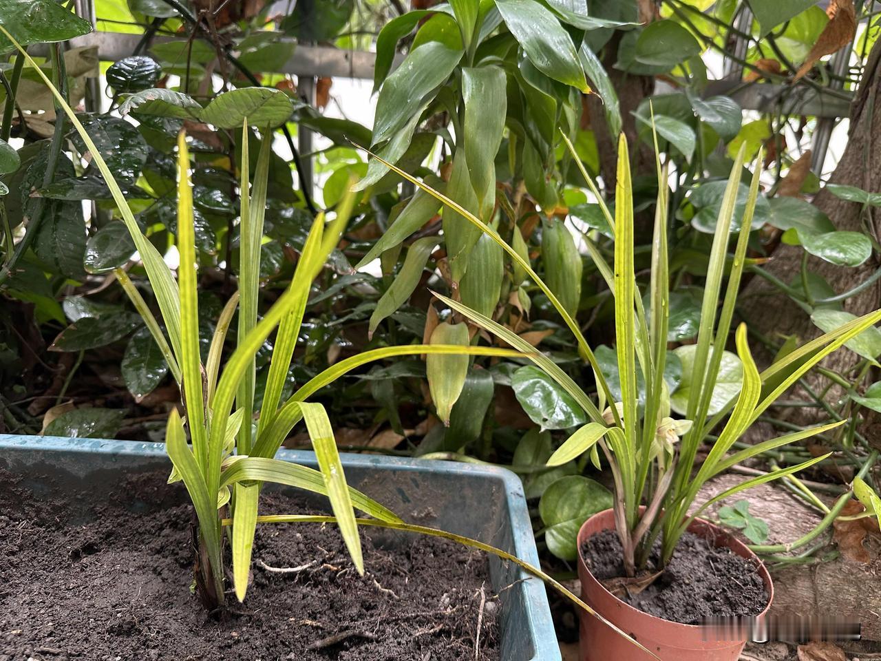 “我从山中来，带来兰花草，种在小园中，希望花开早”，如此真实的感受，兰花种下的时
