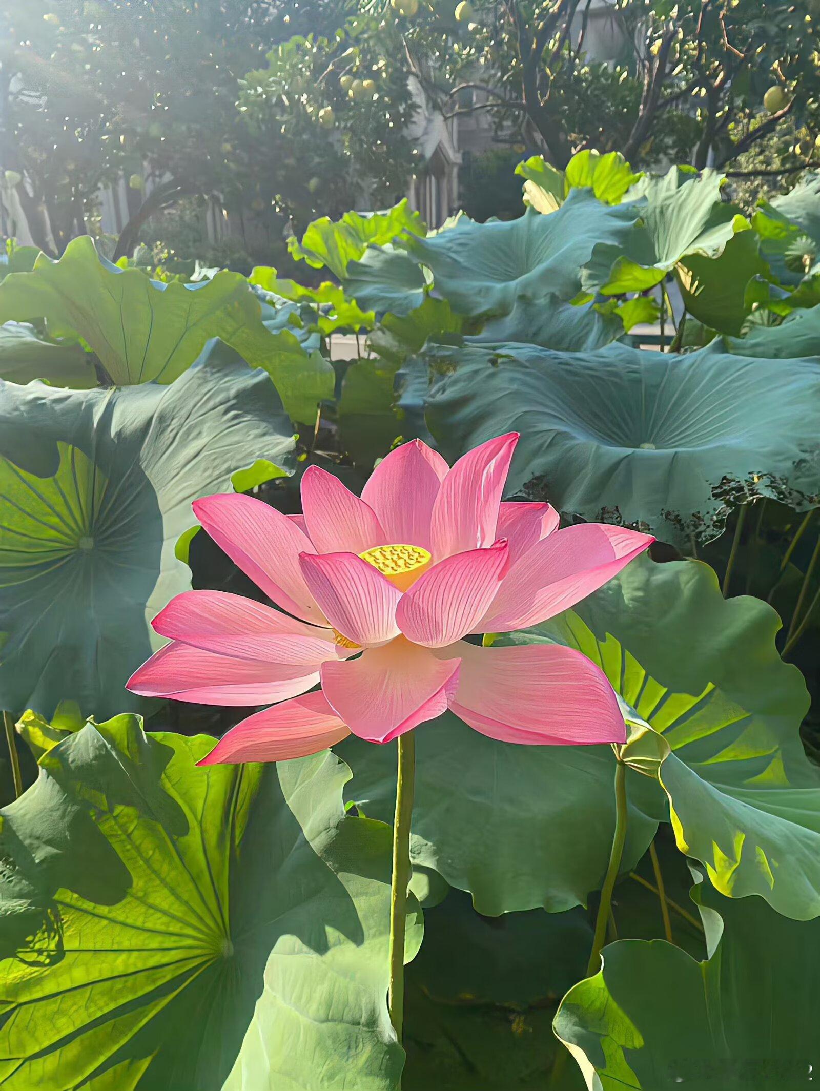 灿烂了一夏荷花我不喜欢吃莲子，喜欢看莲蓬秋枯…​​​