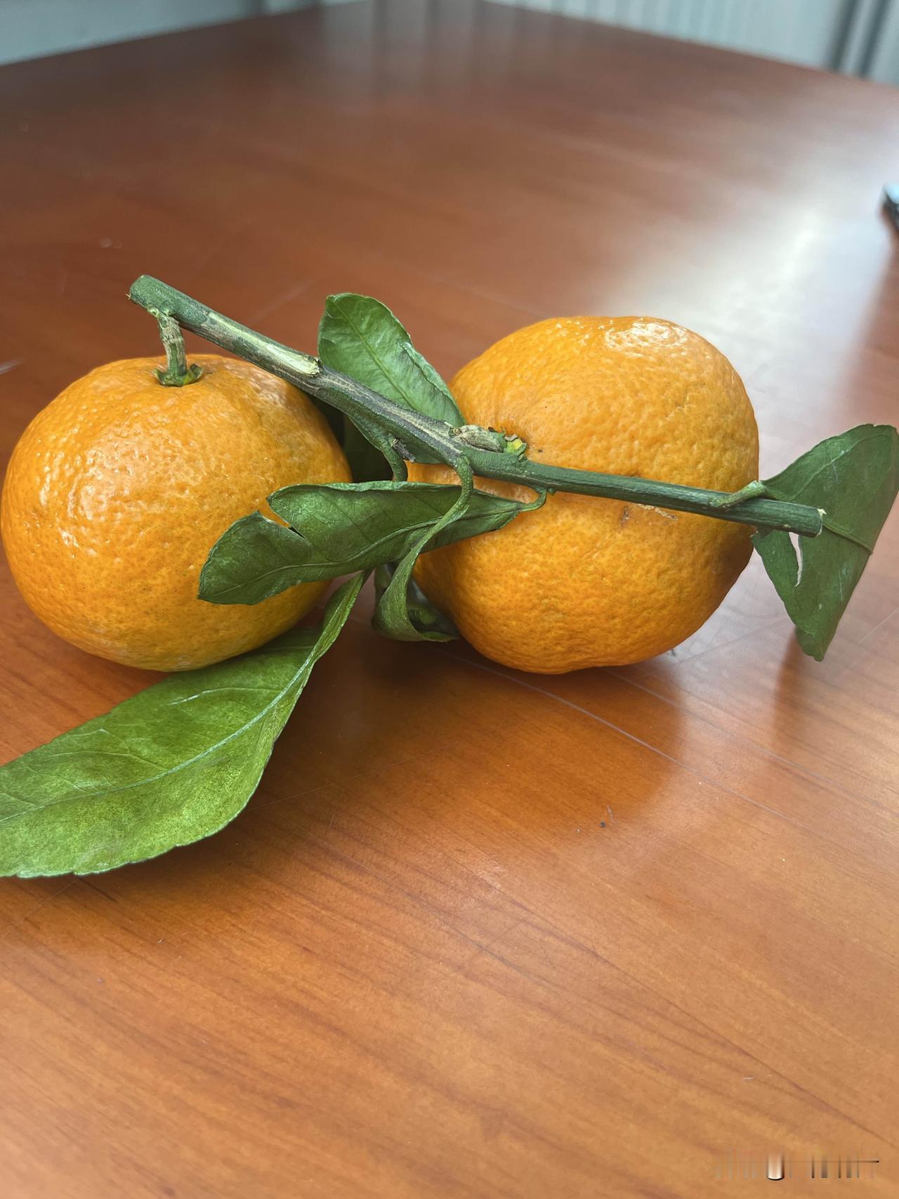 就爱买这种带枝叶的桔子，看着就新鲜得很！翠绿的枝叶还连在橙黄的果子上，像刚从树上