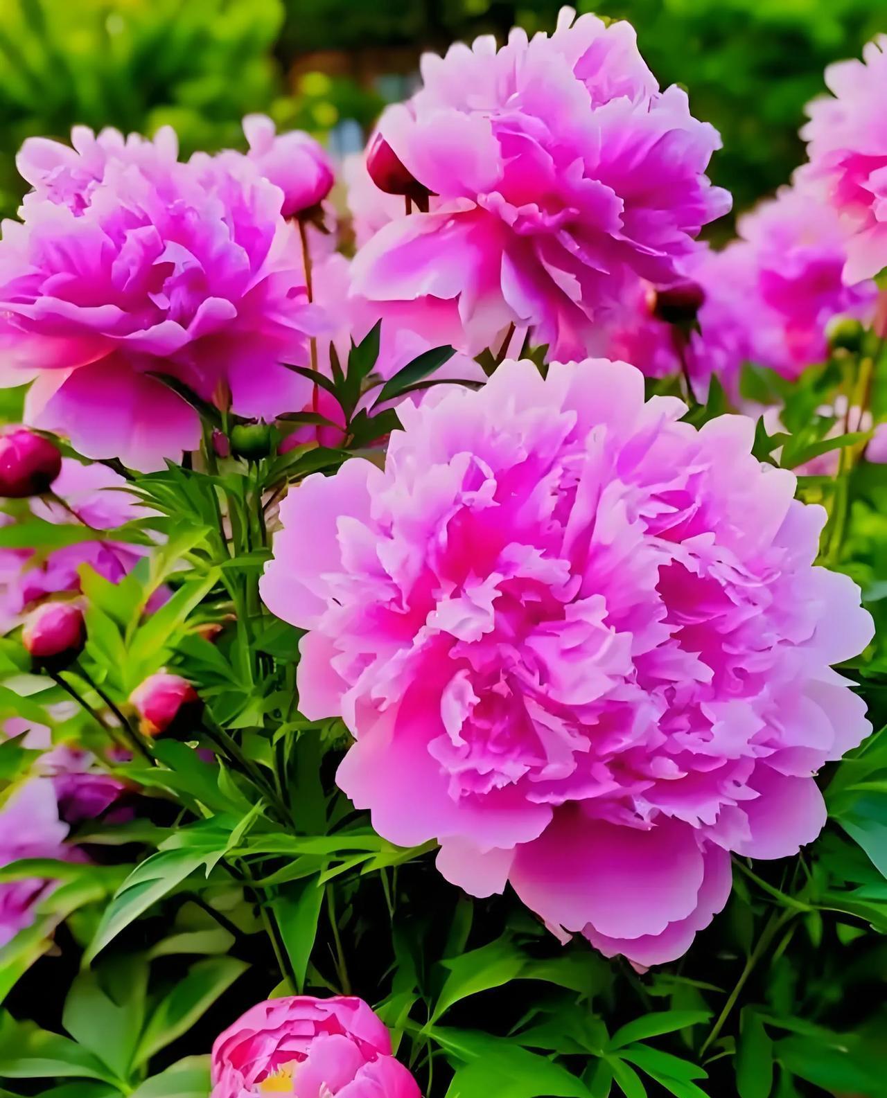 #上联：出水芙蓉逢细雨，请对下联。#出水芙蓉逢细雨，入园芍药沐清风。