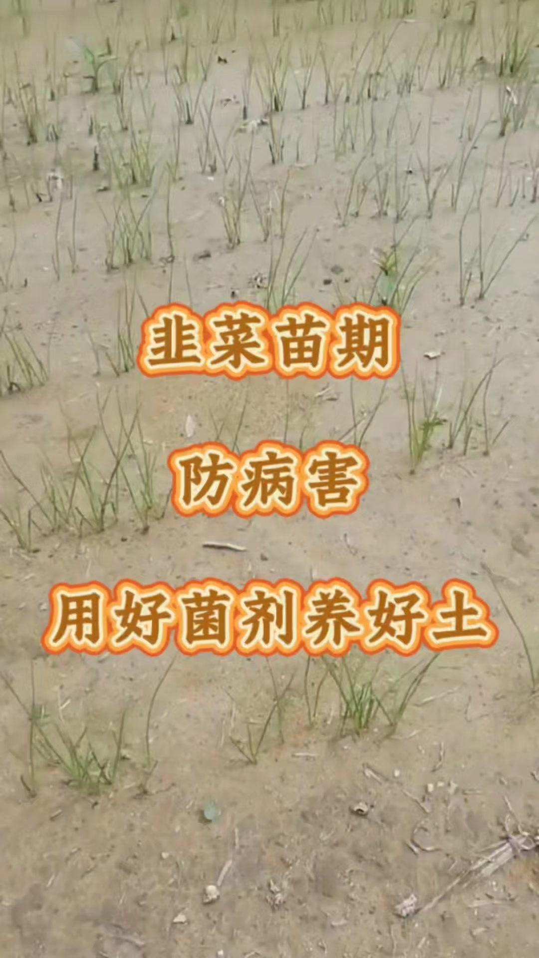 韭菜出苗3至5公分是防病关键期，尤其是重茬地块，土壤问题多，苗子容易出问题。这时