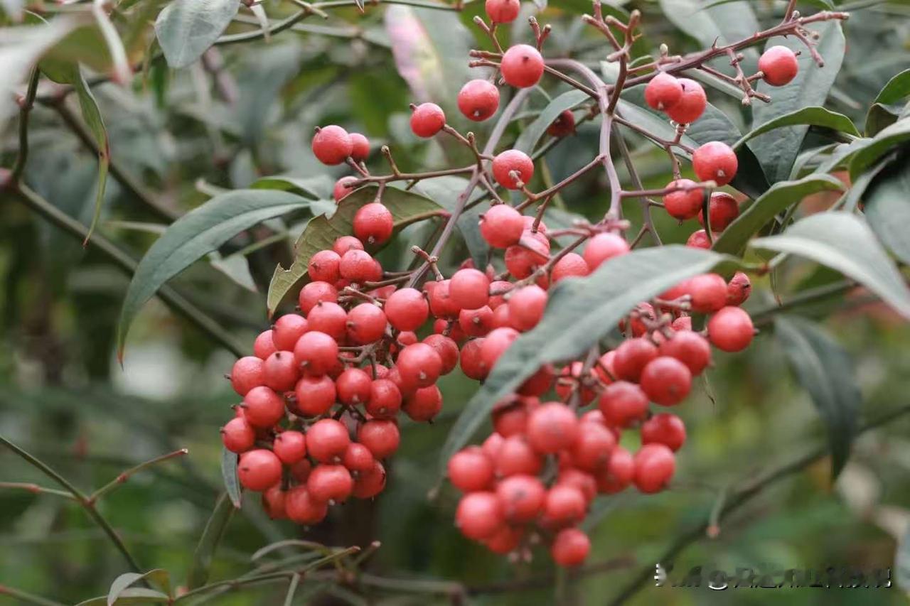 当凛冽的寒风席卷大地，多数地方陷入萧瑟，宜昌运河公园却宛如一颗镶嵌在城市中的绿宝