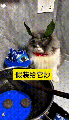 这只小猫也太有个性啦，吃零食有个怪规矩，非得在锅里扒拉炒一炒才肯吃。拿盘子假装翻