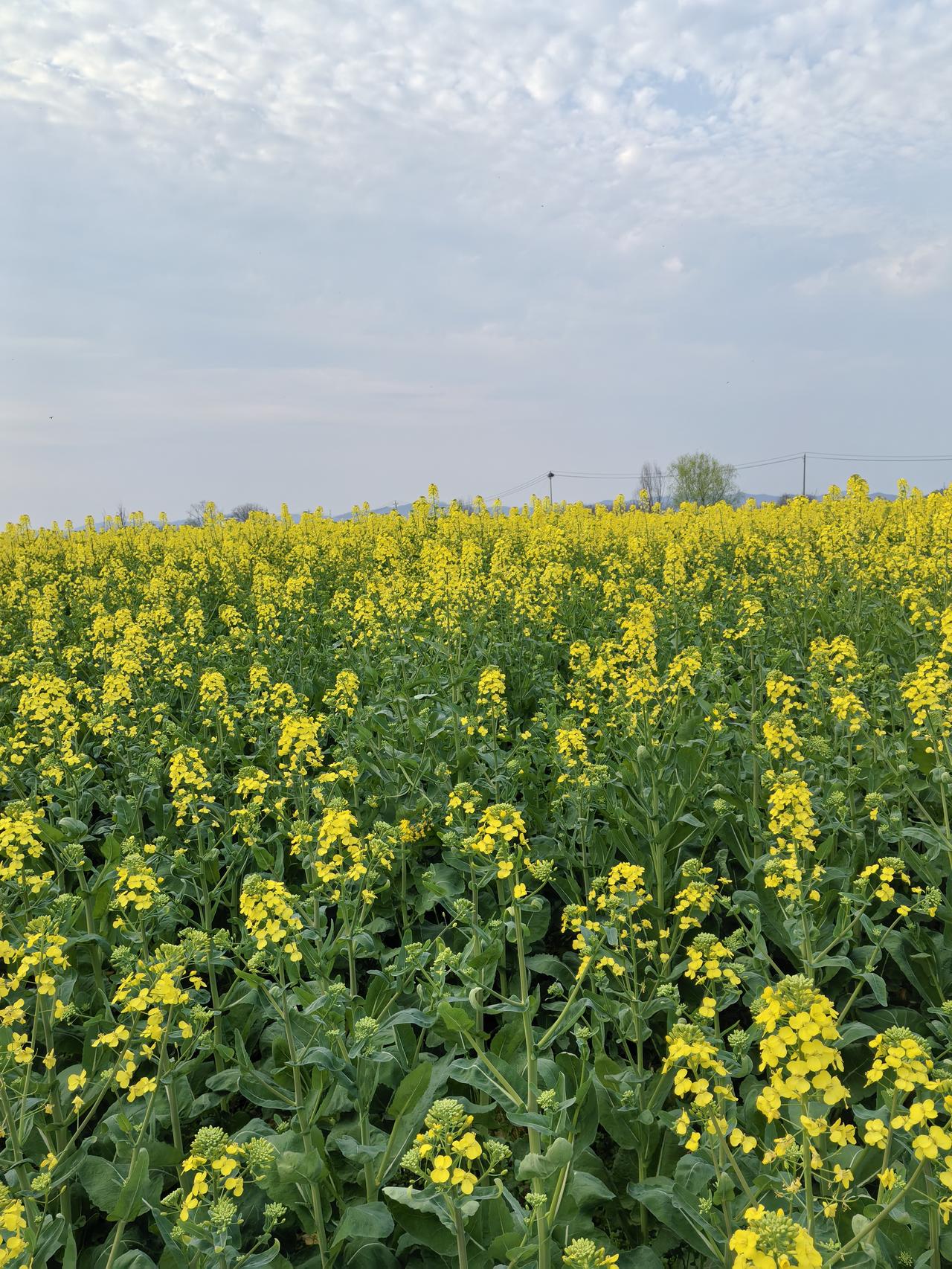 春日生活打卡季鄂州市的油菜田简直是春日里的宝藏打卡地。每到春天，那一大片金黄的