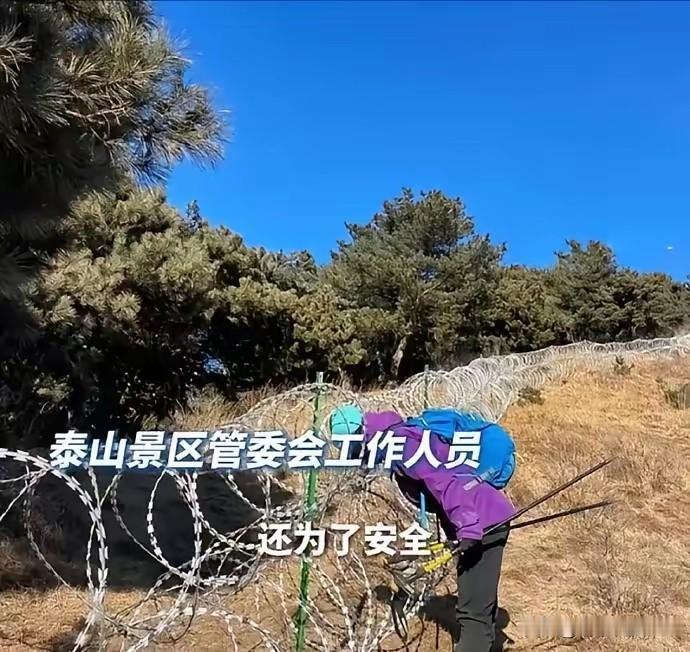 泰山那圈135公里的刀片刺网，远远望去像条冰冷的“铁腰带”，把五岳之首勒得紧紧的