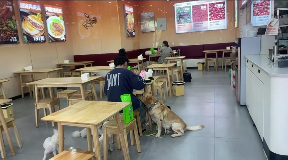河南网友分享的一段视频:年轻女生餐馆里面吃个饭，排面直接拉满，拖家带口带了六条狗