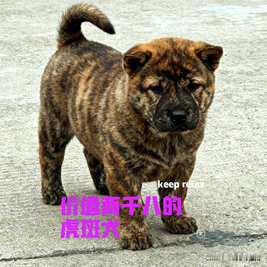 今年厂里的效益不好，同事辞职后返乡创业，承包了一片果园，同时也搞起了生态养殖，养