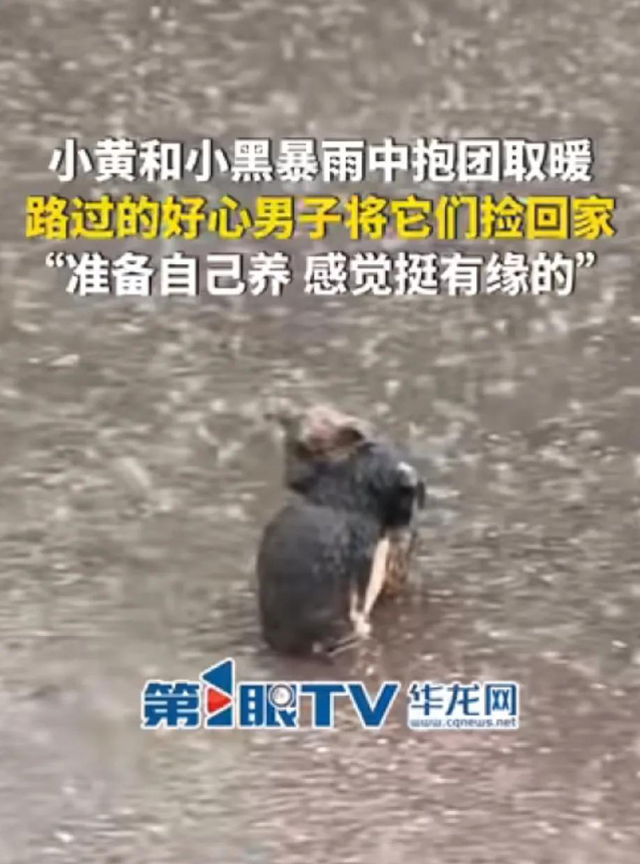 感动，湖北恩施，下着大雨的街头，两只小狗狗抱团取暖，相互依偎。弱小的身体在冷风中