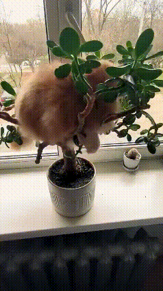 猫咪沉迷“爬树大业”，主人的发财树快被薅秃！网友：这是在“薅财运”？养宠人