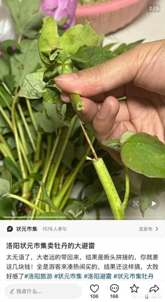 伤害性不高侮辱性极强！河南洛阳，一外地游客假期来旅游，临走前逛市集，就买了一束牡