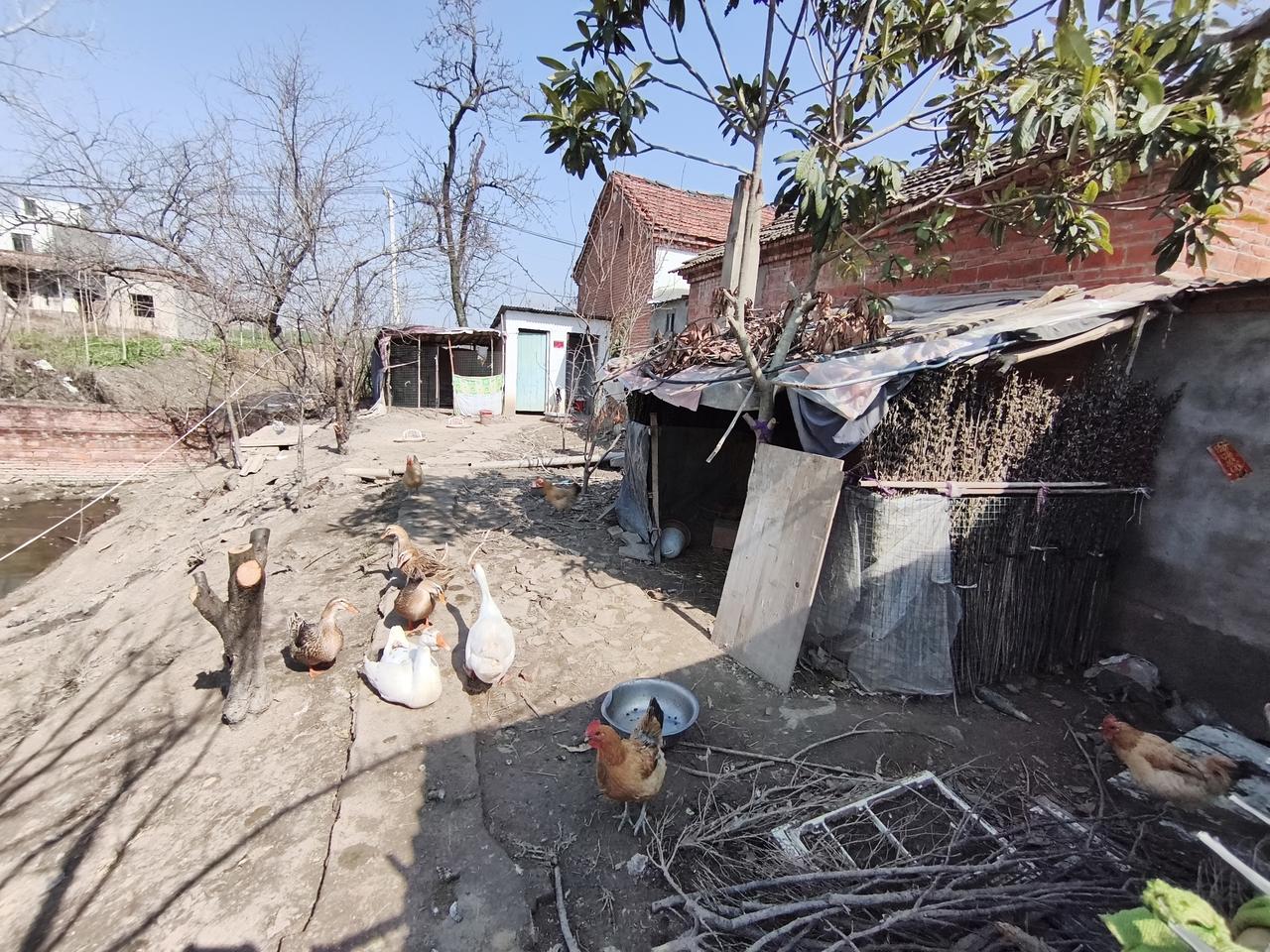 农村美不美？挺美！今年春节到农村，发现家家户户都是世外桃源，因为农村人少，就可