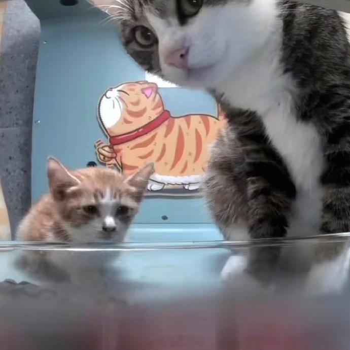 当流浪猫第一次看见喂食机，太可爱了​​​