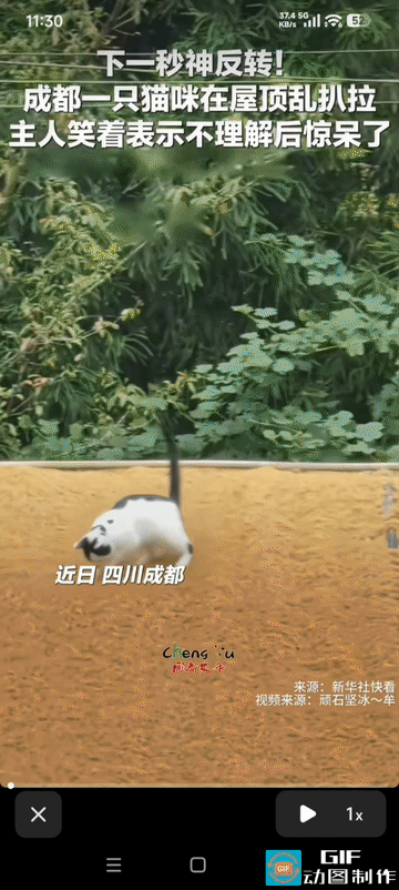 “神反转!”四川成都，一对夫妻一大早起来，发现家里的猫咪十分反常，一直疯狂扒拉