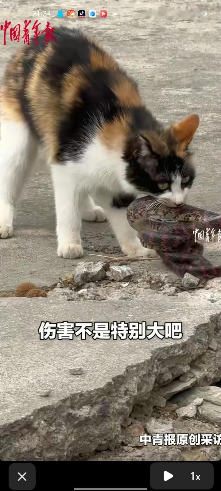 4月22日，北京。女子发视频称，起初听到茂密的叫声，回头一看是一只三花猫，旁边是