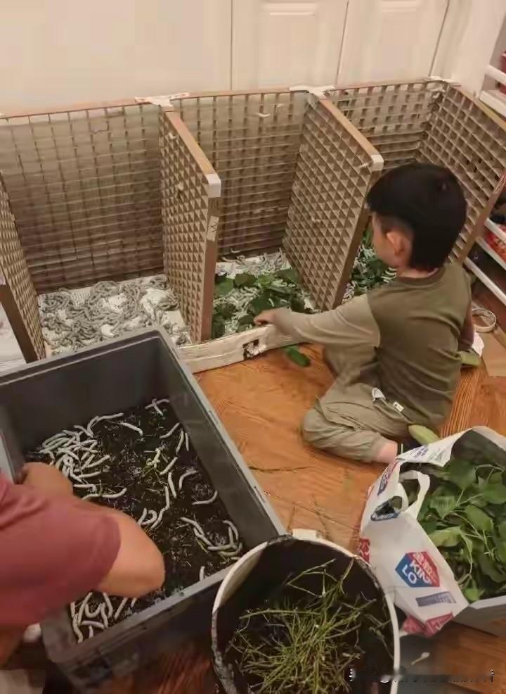 1.2万条蚕宝宝挤满90平小家：最好的教育，是父母愿意陪孩子“折腾”！武汉一