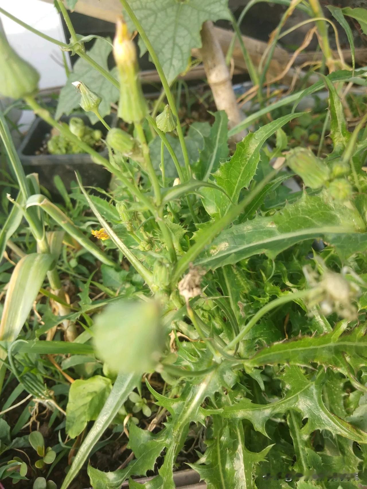 求助，求助!花盆长了这棵是什么植物?有什么作用?请哪位友友告诉一下，谢谢。植
