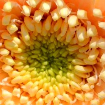 种植🌹非洲菊的种植方法和注意事项1.土壤选择：非洲菊喜欢排水良好、肥沃的土壤