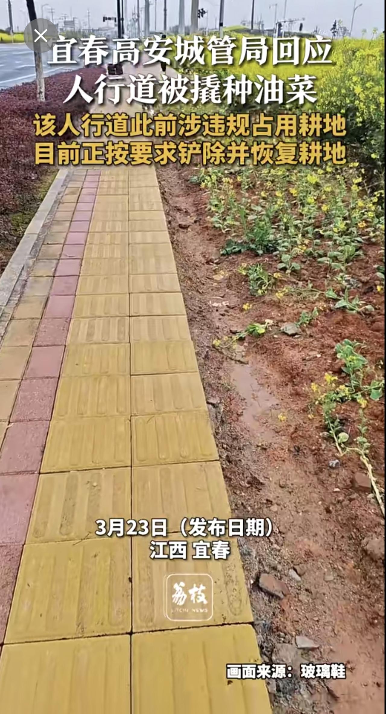 宜春高安城管局回应人行道被撬种油菜该人行道此前涉违规占用耕地目前正按要求铲