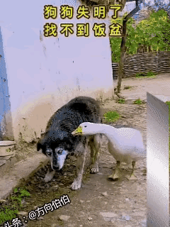 狗狗为保护小鹅不幸双目失明，大鹅的报恩举动，看完瞬间破防。从前狗狗一路守护小