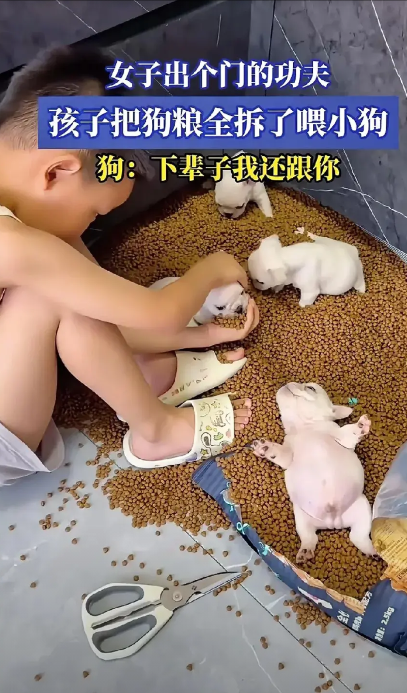 近日，在辽宁，一女子出门才十多分钟，回到家居然发现熊孩子把家里面的狗粮全倒出来了