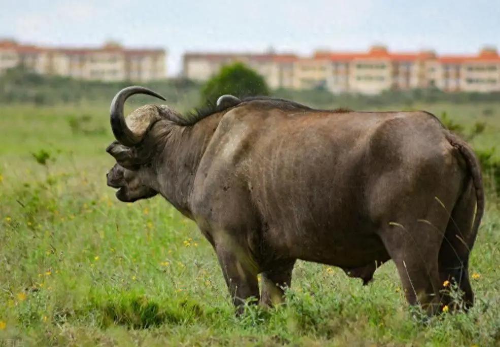 为什么牛只吃草就能长一身肌肉？答案其实很简单，人只吃蔬菜的话会营养不良，而牛只吃