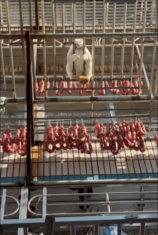 这大胖猫比香肠更诱人