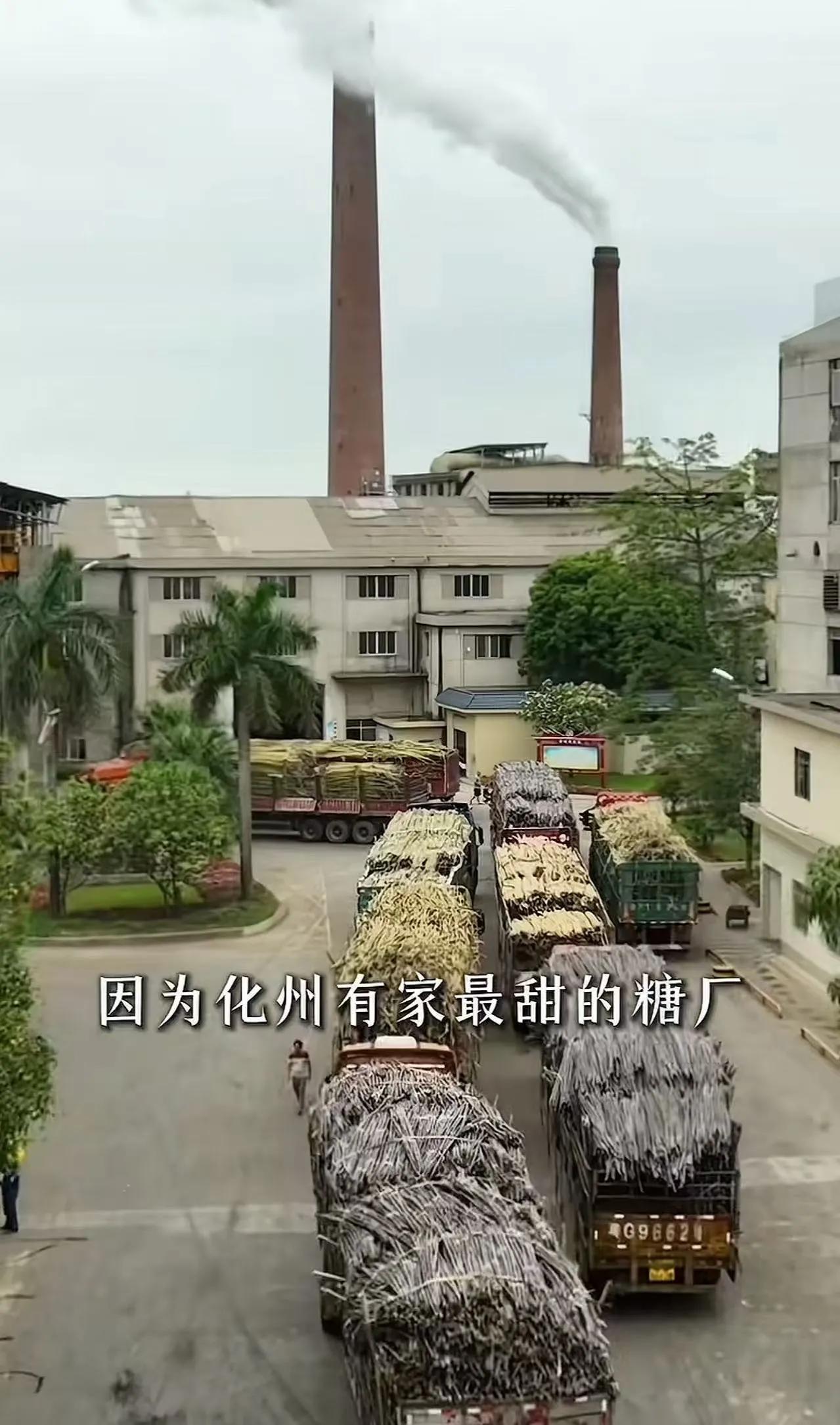 广东湛江一家糖厂，直接把“排队损失”算到自己账上，货车等超24小时，每吨补10块