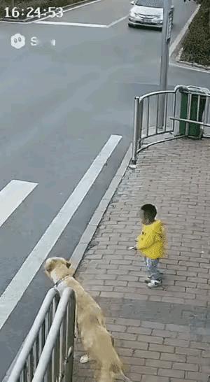 终于知道为什么那么多人喜欢养狗了！不是图它会卖萌，是它能接住你所有说不出口的情绪