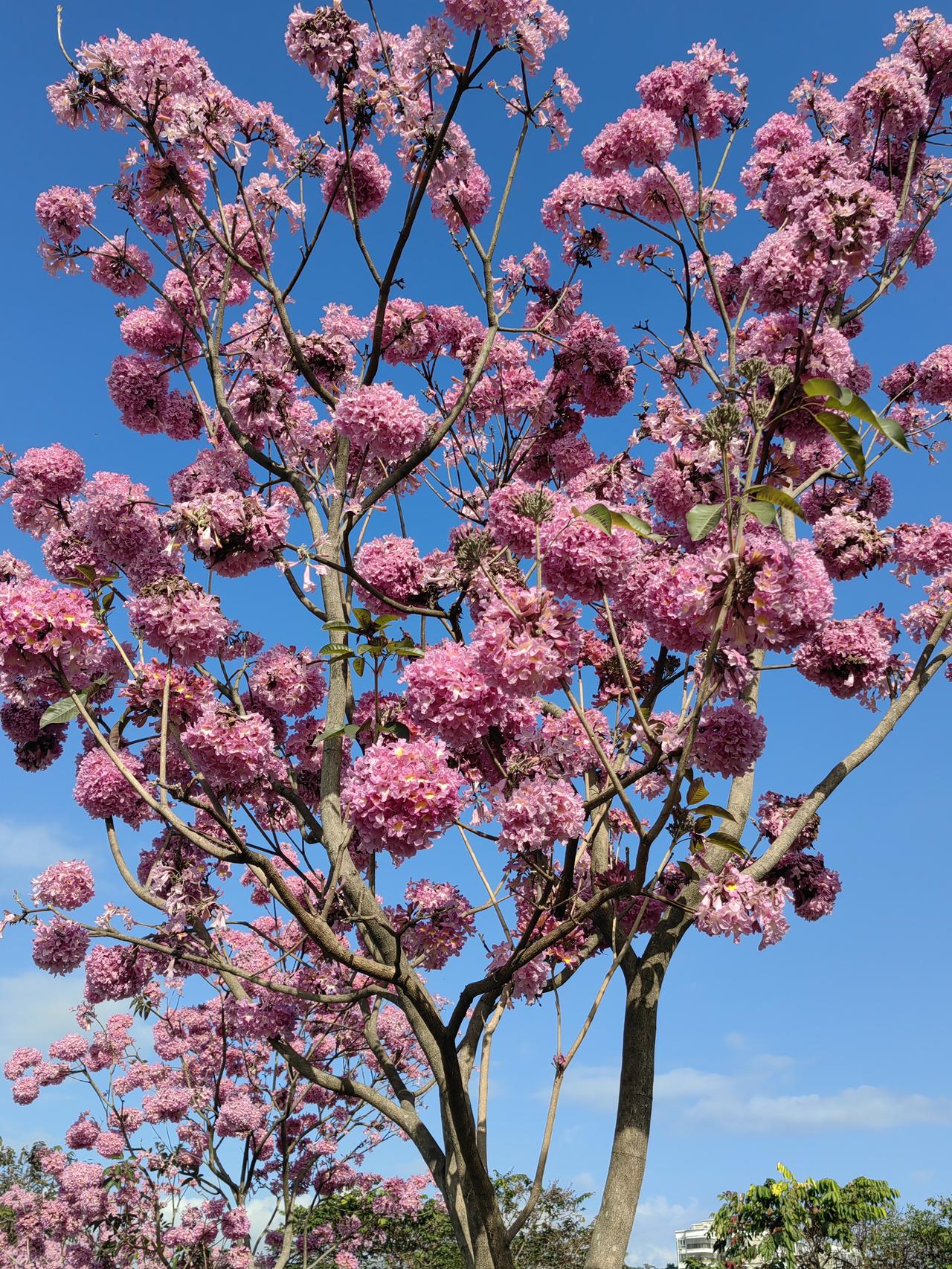 广州柯木塱附近的花开了，空气好环境也好，于是去到了那附近看了看，新房都要4.8万
