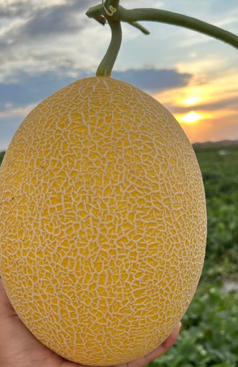 海南不知什么时候起，竟悄悄成了哈密瓜的高产区。尤其是沿海的珊瑚风化土，简直是